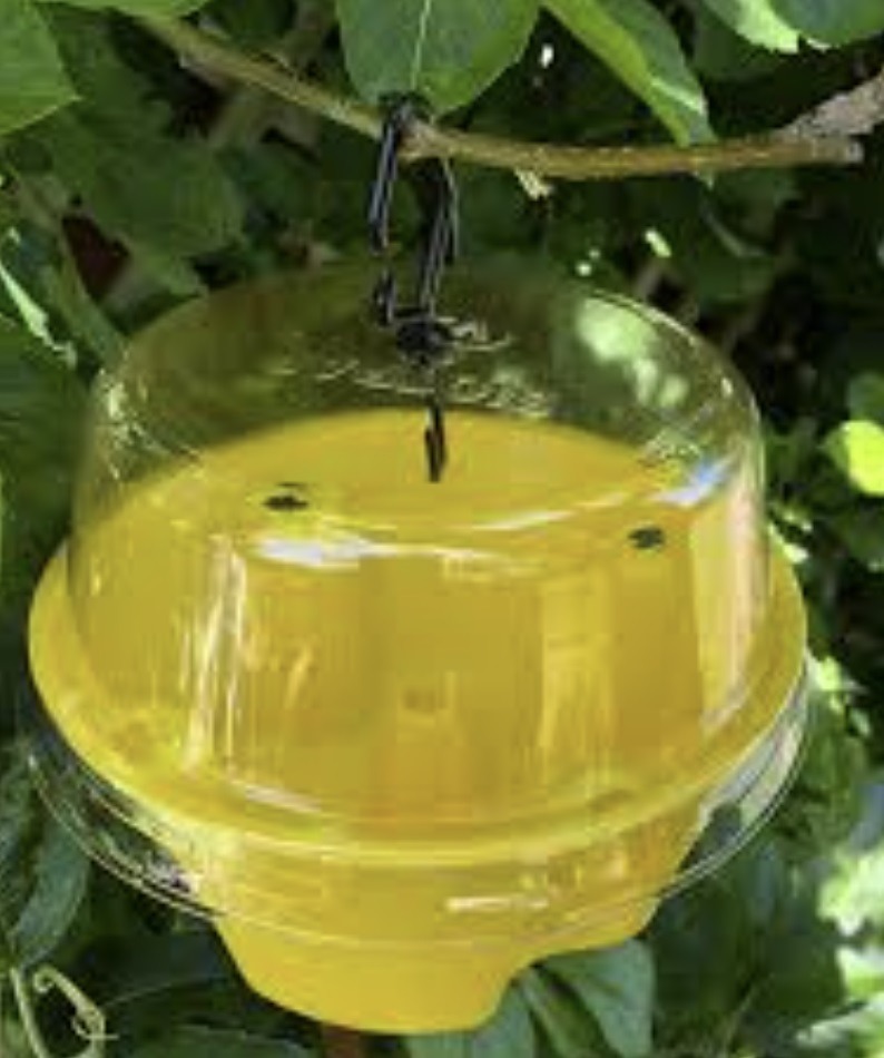 Fruit Fly Control with MULTILURE TRAPS